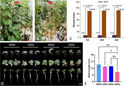 Joint metabolomic and transcriptomic analysis identify unique phenolic acid and flavonoid compounds associated with resistance to fusarium wilt in cucumber (Cucumis sativus L.)